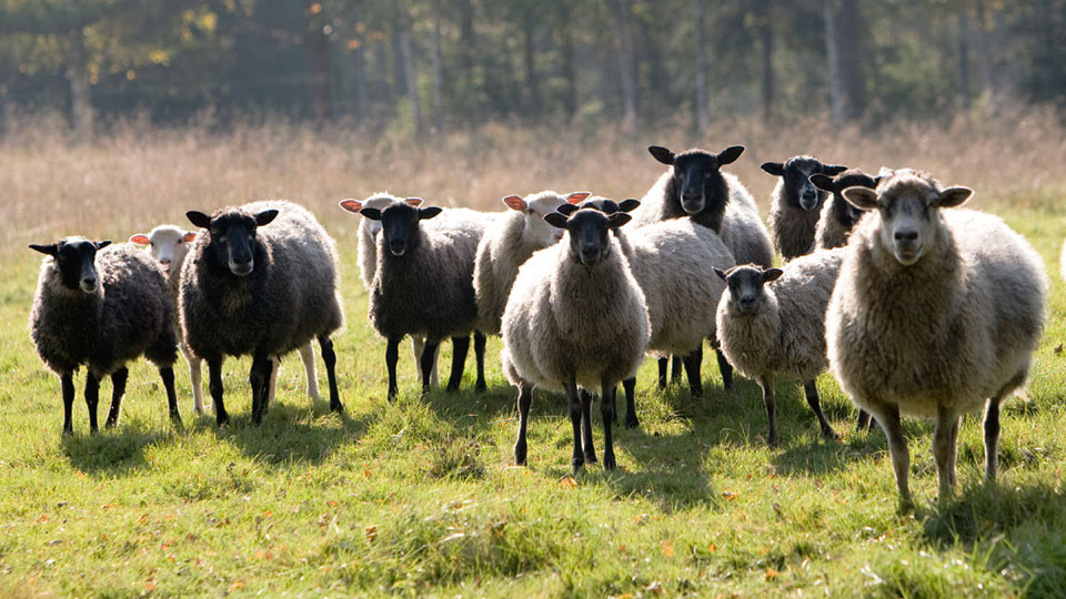 Fotograf: Hans Bjurling
Bildbyrå: Johnér En flock får i motljus.