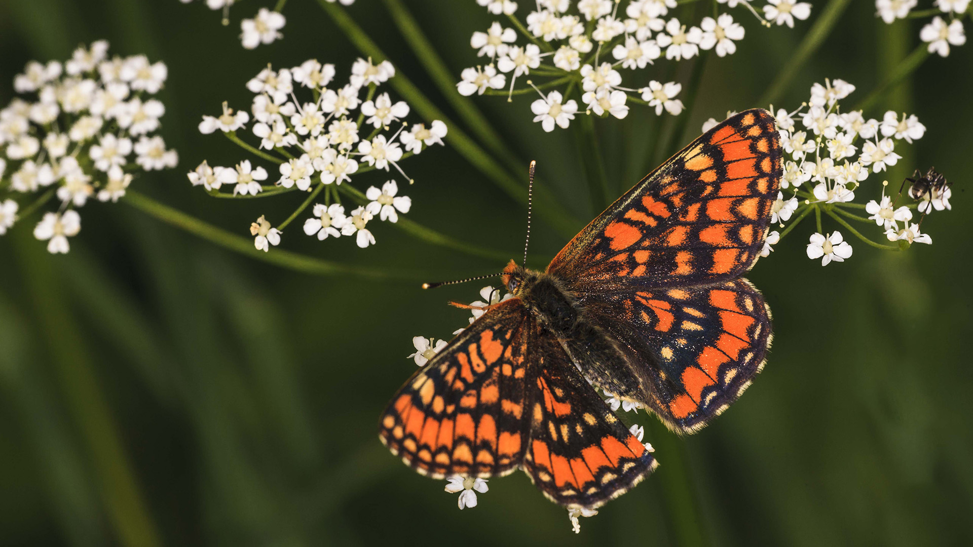 Fotograf: Nils Ryrholm Asknätfjäril, en orangefärgad fjäril med mörkt nätformat mönster på vingarna, sitter på vit blomma