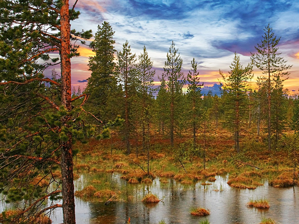 Fotograf: Walter Bieck
Bildbyrå: Pixabay Tallskog och våtmark.