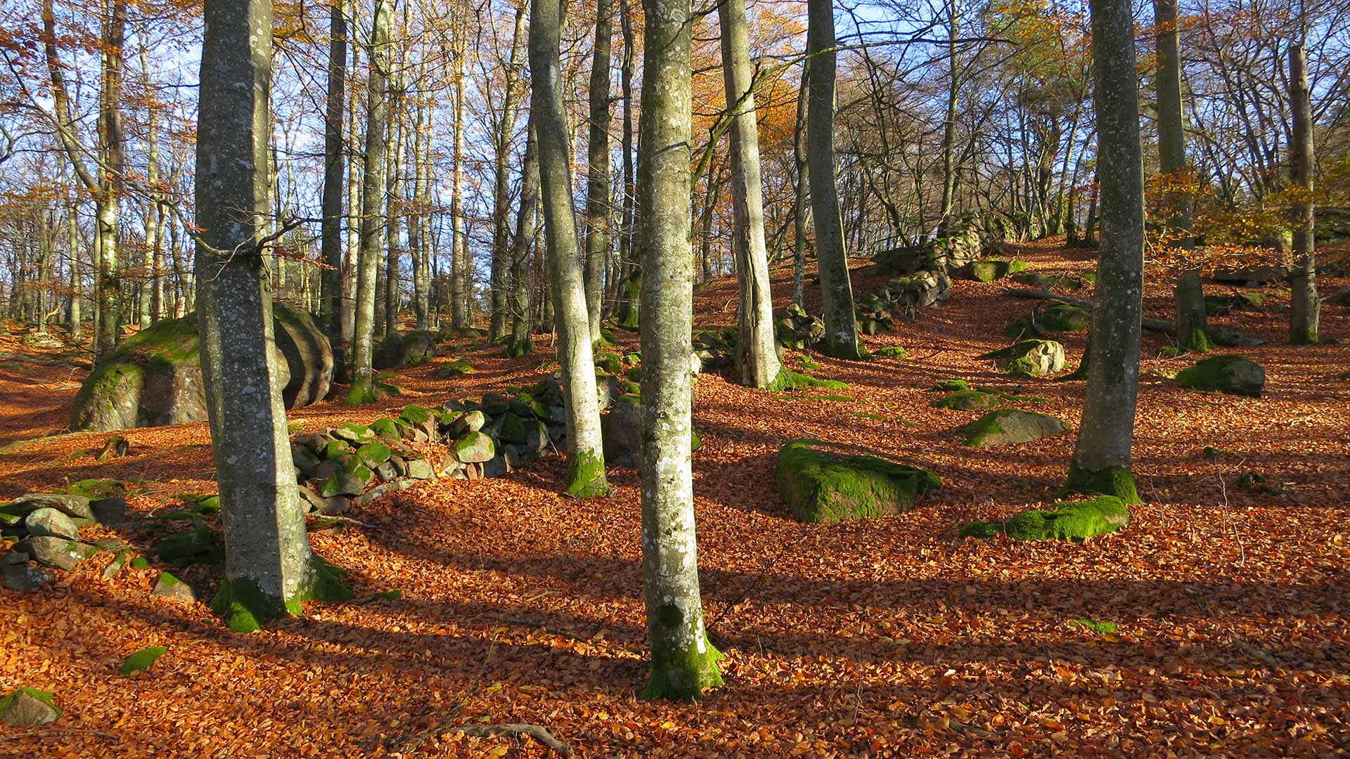 Fotograf: Wenche Eide
Bildbyrå: SLU Artdatabanken Skog, Ivö, Skåne