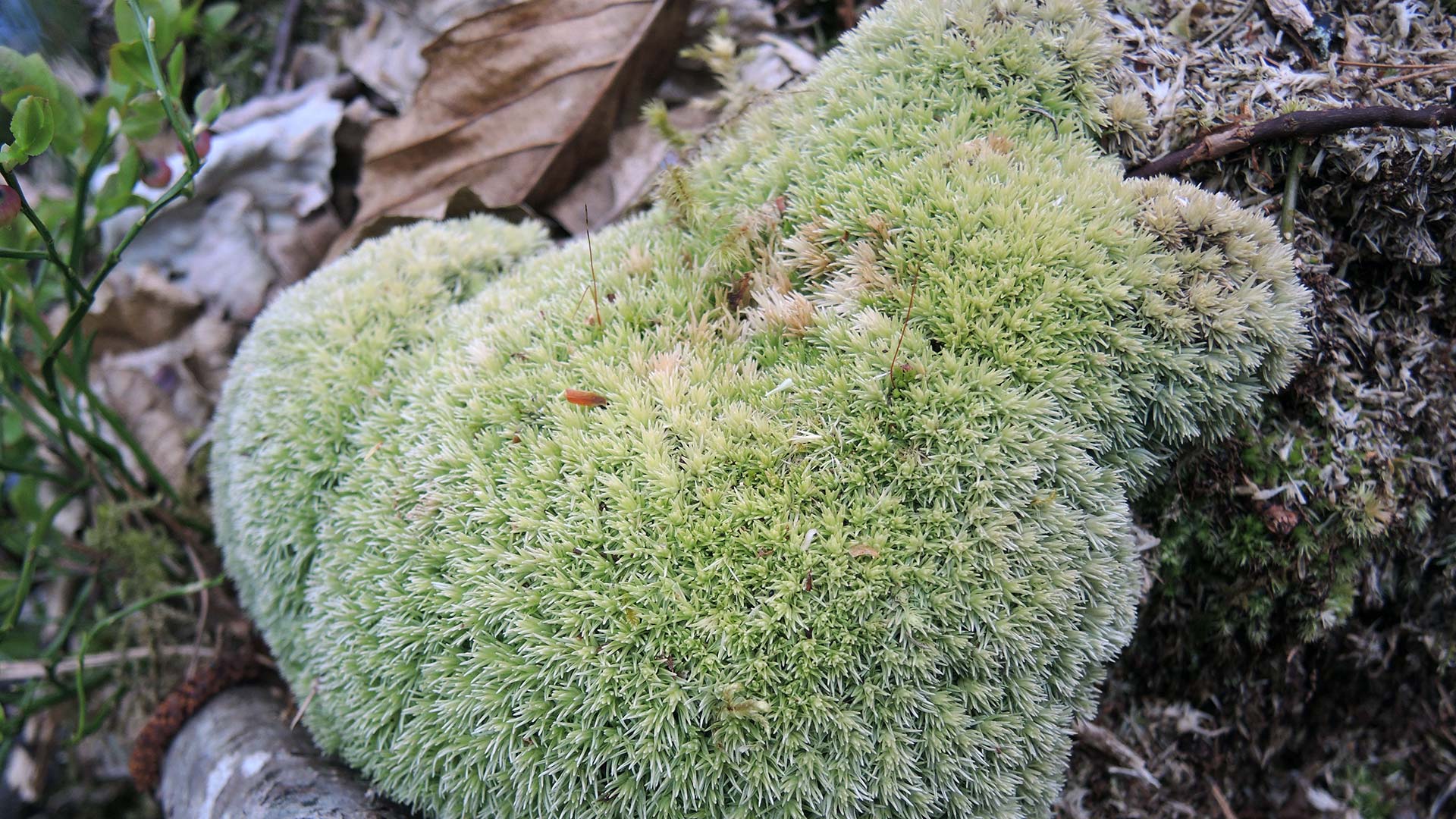 Blåmossa (Leucobryum glaucum)
