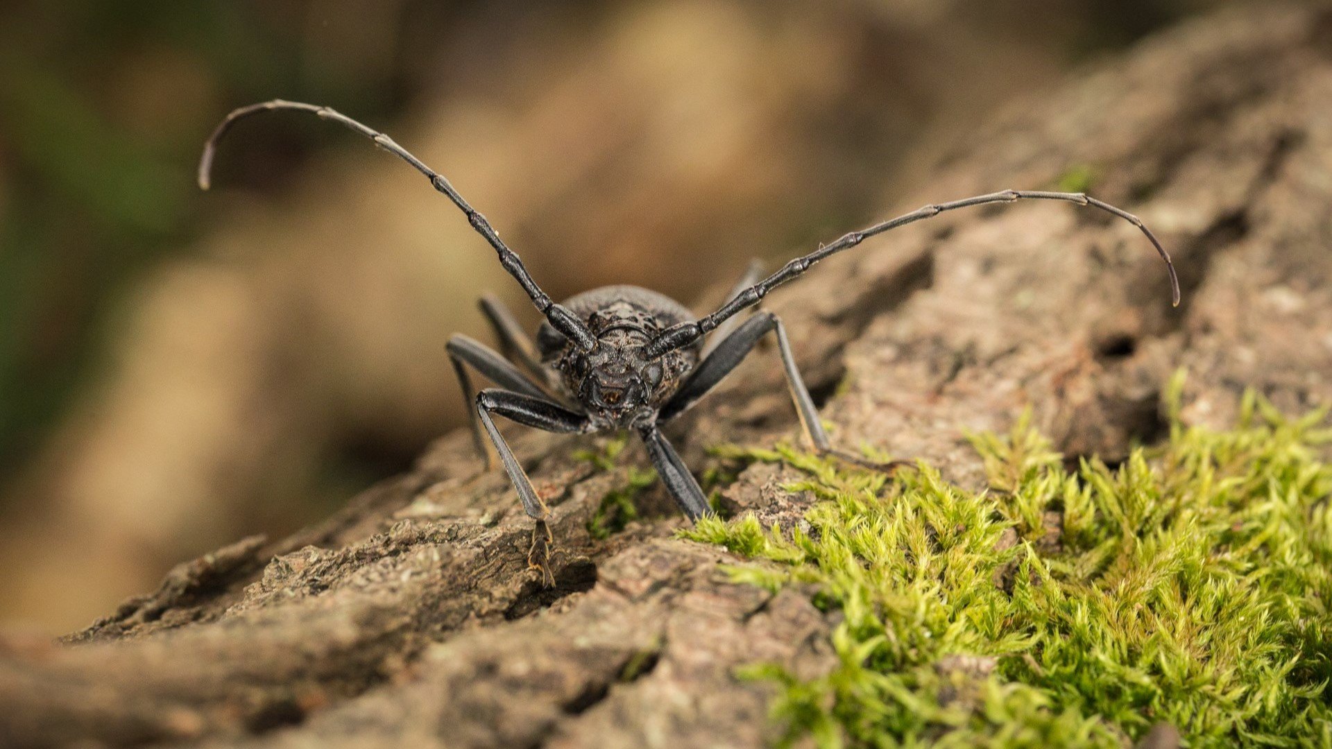Fotograf: Moa Pettersson Större ekbock (Cerambyx cerdo)