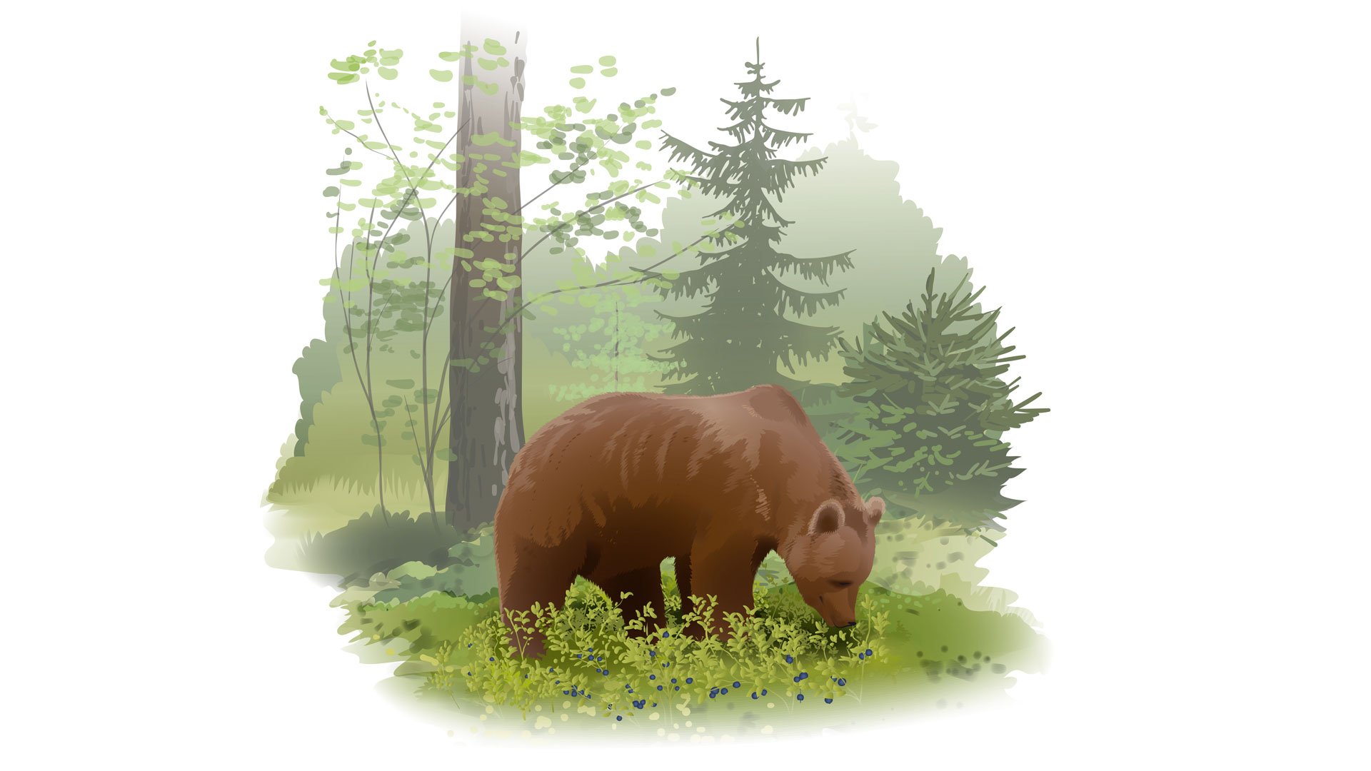 Illustratör: Tobias Flygar En illustration av en björn i skogen.
