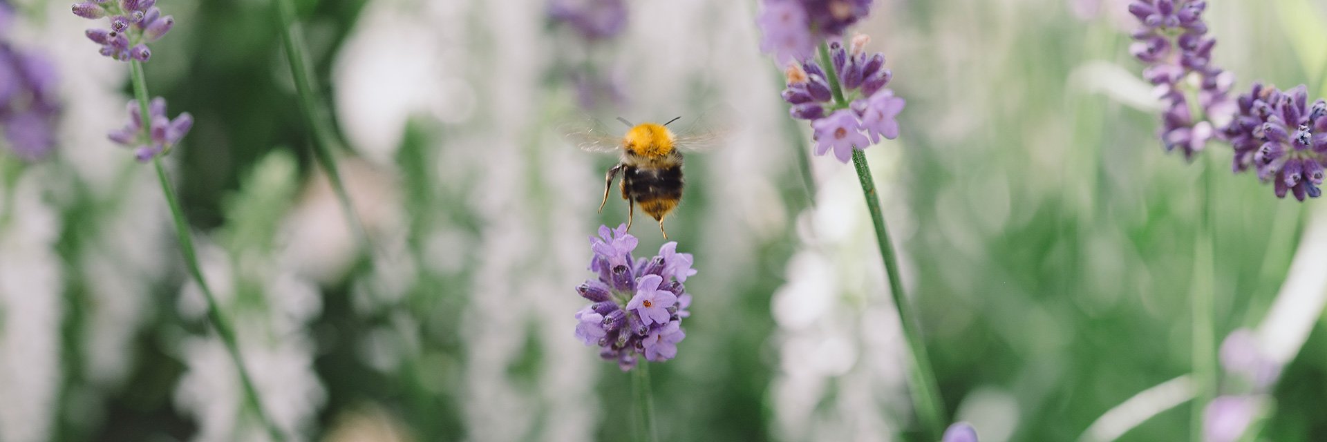 Photographer: Rania Rönntoft
Agency: Johnér Humla och lavendel