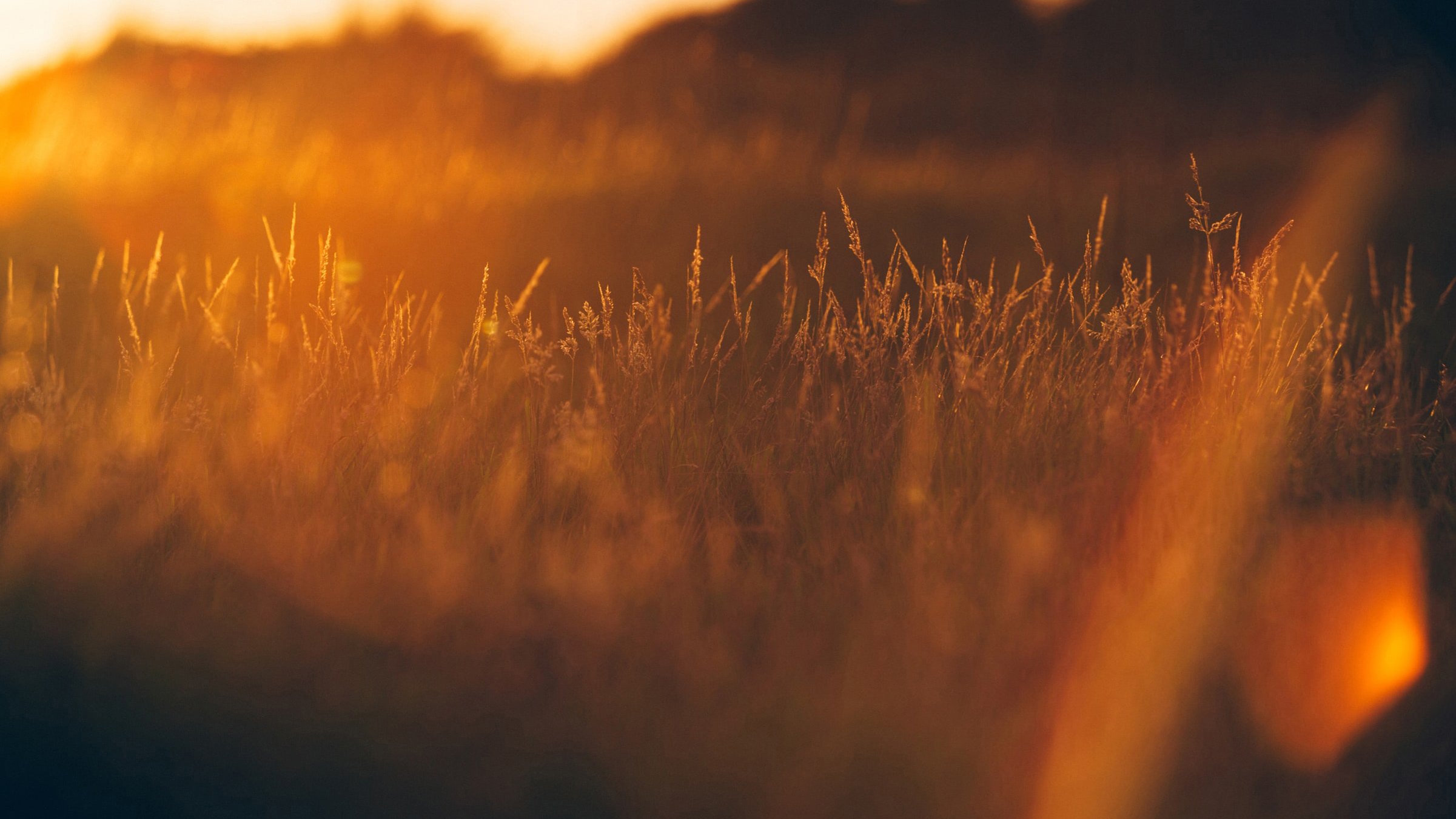 Fotograf: Mike Erskine
Bildbyrå: Unsplash Tidig morgonsol i gräset.