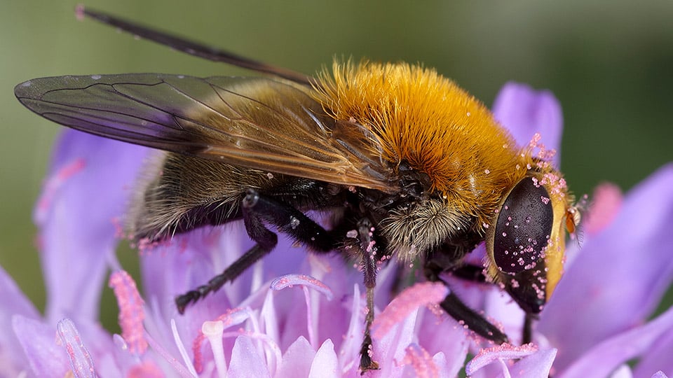 Fotograf: Krister Hall
Bildbyrå: SLU Artdatabanken Blomfluga på lila blomma