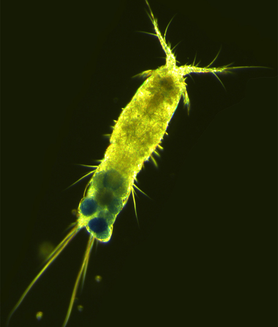 Grönt zooplankton mot svart bakgrund