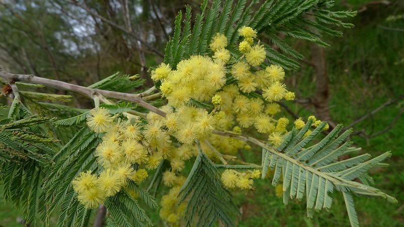 Garvakacia, Acacia mearnsii