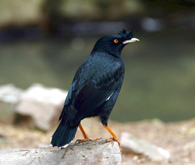 Kinesisk majna, Acridotheres cristatellus
