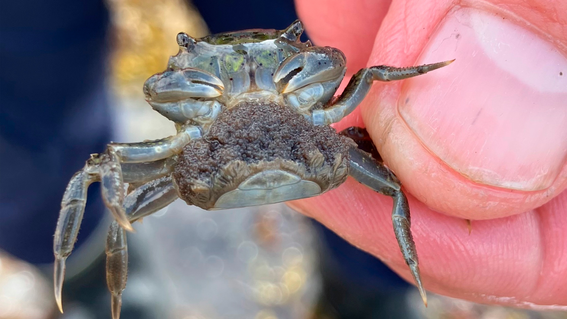 Fotograf: Björn Källström
Bildbyrå: Göteborgs Marinbiologiska Laboratorium Fingrar håller en småprickig penselkrabba