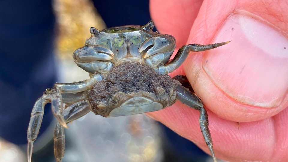 Fotograf: Björn Källström
Bildbyrå: Göteborgs Marinbiologiska Laboratorium Fingrar håller en småprickig penselkrabba