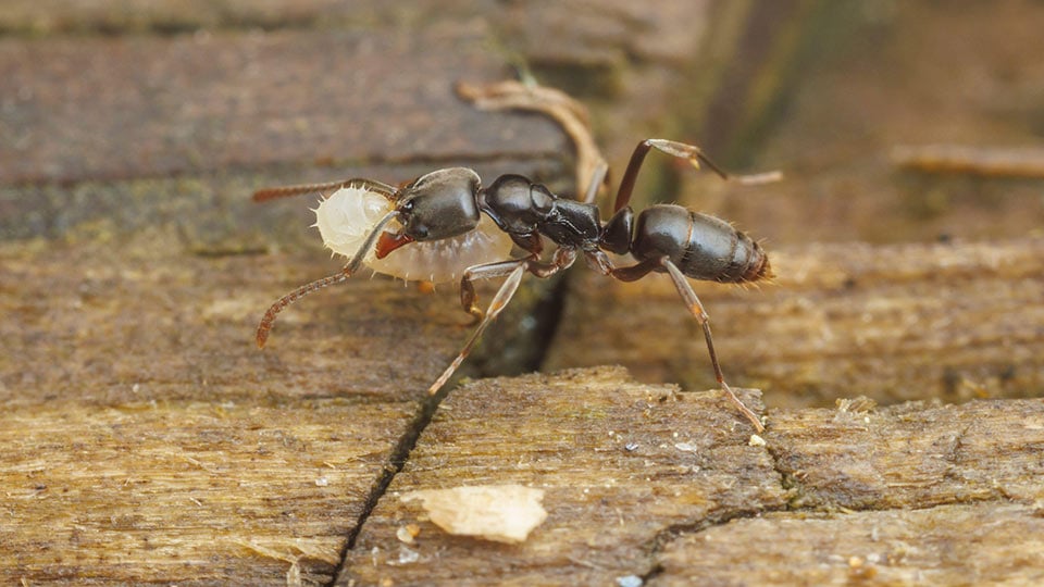 En myra av arten Brachyponera chinensis