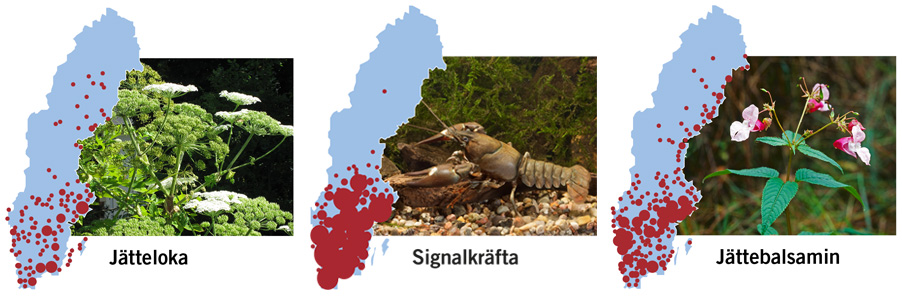 Förekomst av arter med stor spridning, jätteloka, signalkräfta och jättebalsamin. Källa: NOBANIS 2017