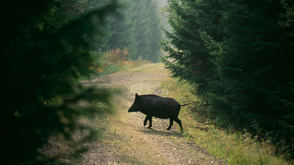 vildsvin går över skogsväg