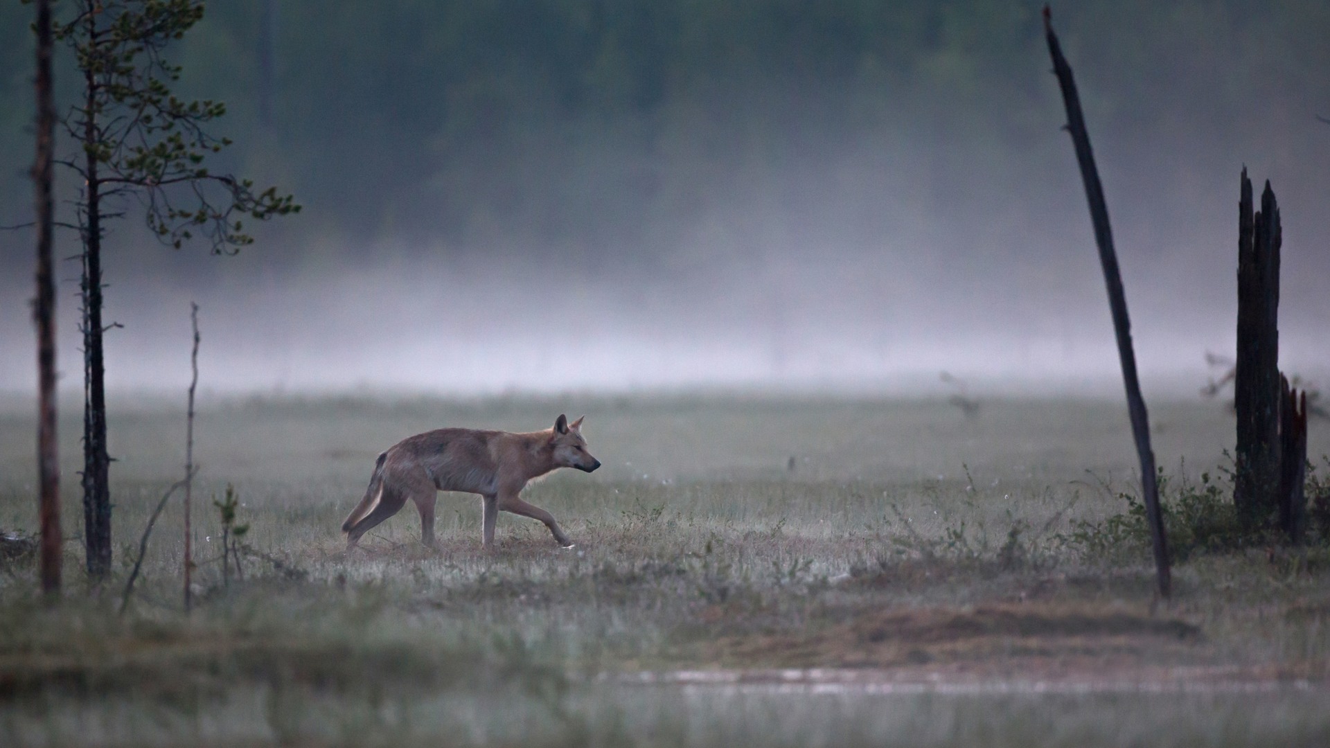 Varg sedd från sidan passerar förbi i dimmig öppen terräng.