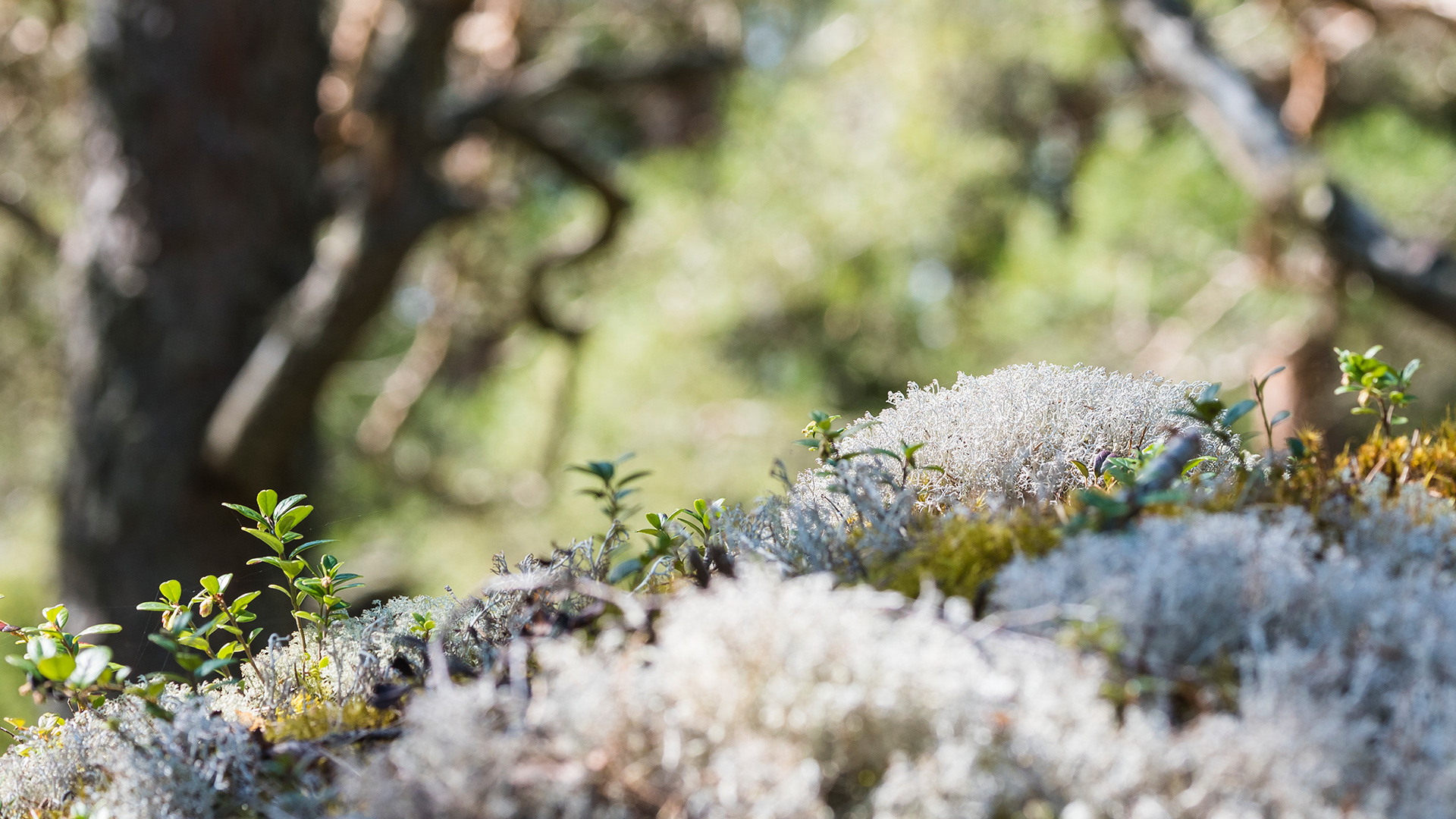 Fotograf: Mikael Svensson
Bildbyrå: Johnér Fönsterlav i skogen, Yttre Bodane Naturreservat, Västra Götaland.