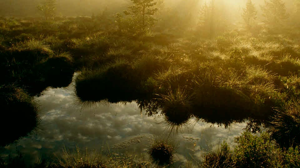 Vattendrag i soligt morgondis. 