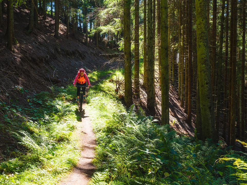 Cyklist i skogen