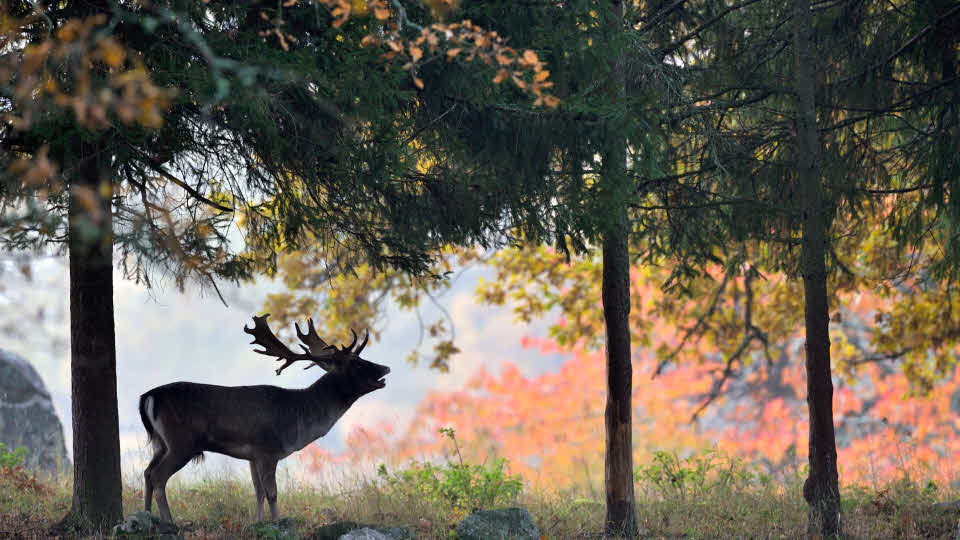 Fotograf: Johnér
Bildbyrå: Stefan Örtenblad Älg i skogsbryn