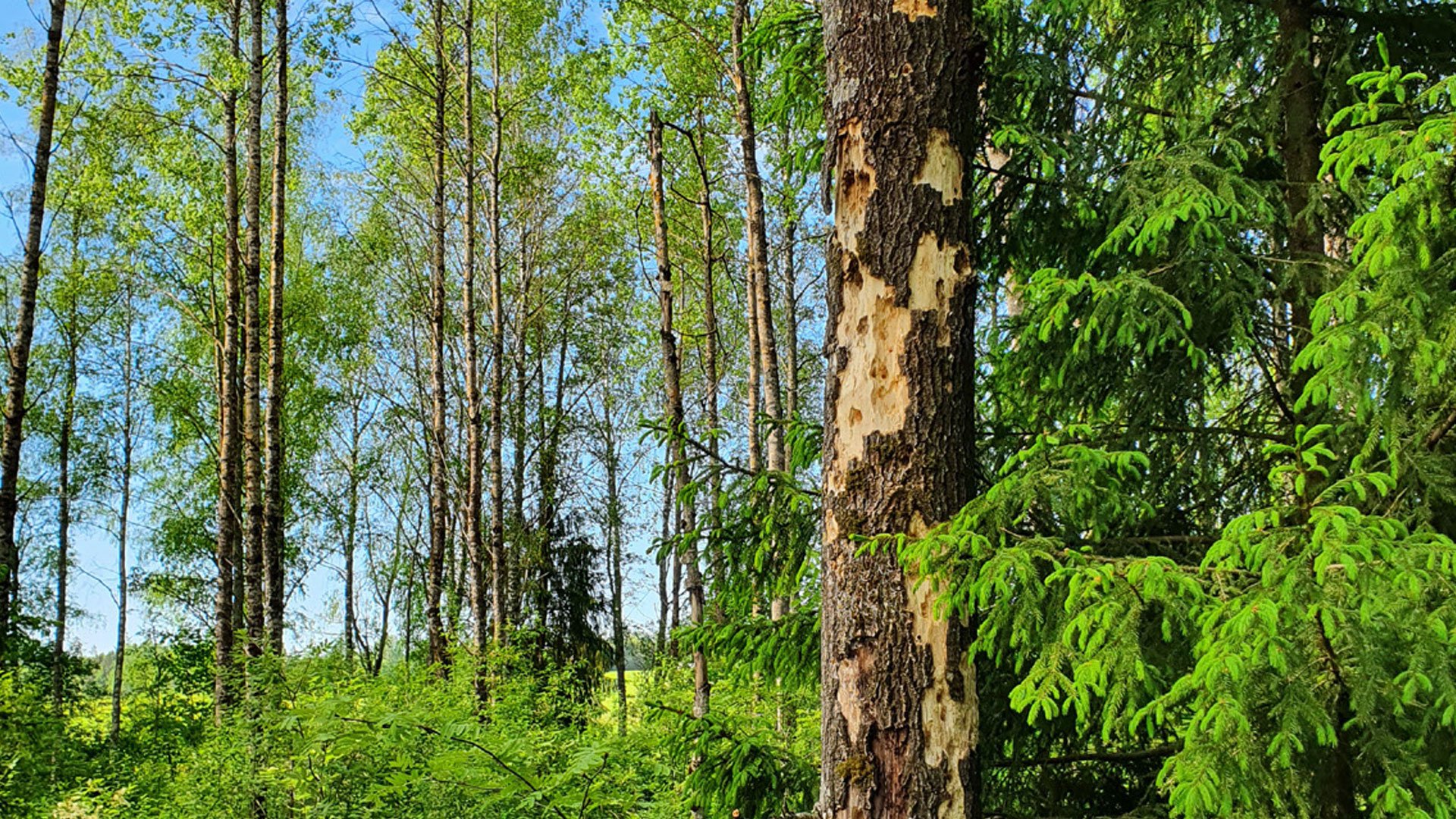 Skog med blå himmel i bakgrunden.