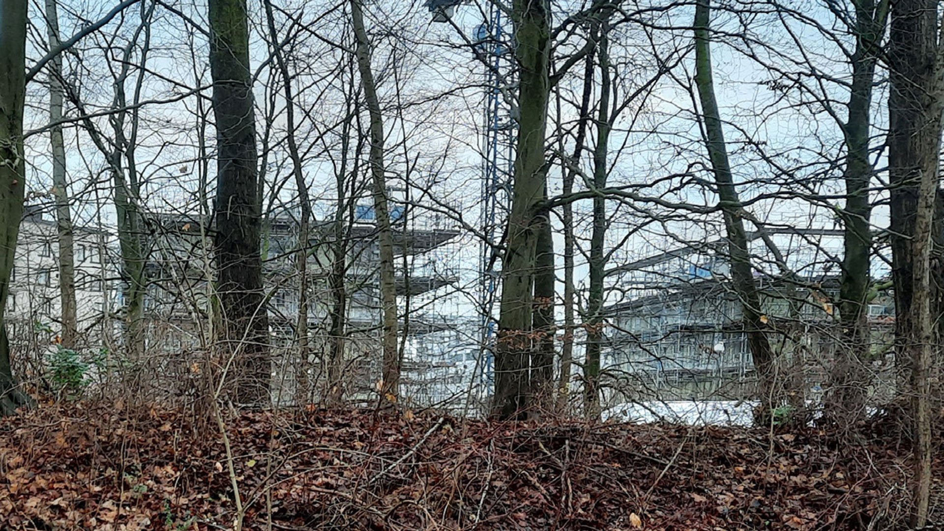 Skogsparti senhöst med byggnader i bakgrunden.