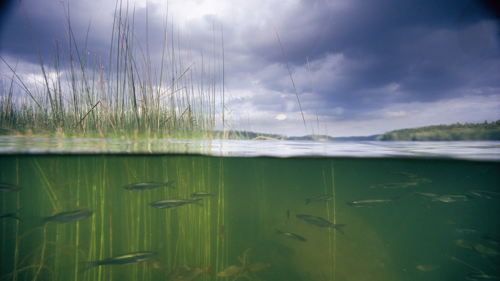 Undervattensbild med fiskar och vass. Magsjön, Södermanland, Sverige