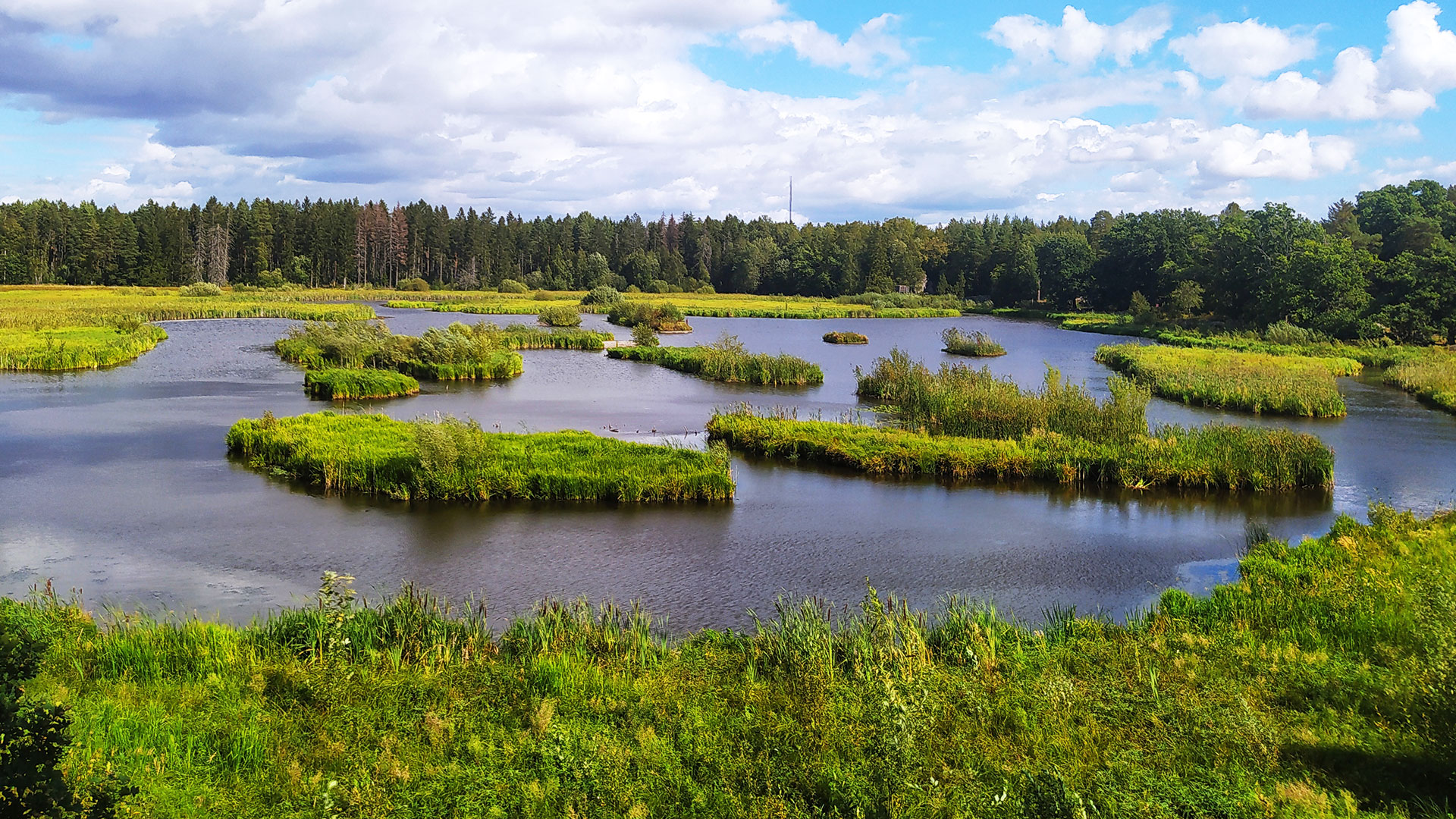 Våtmark och skog.