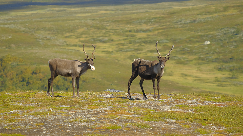 Två renar på fjället