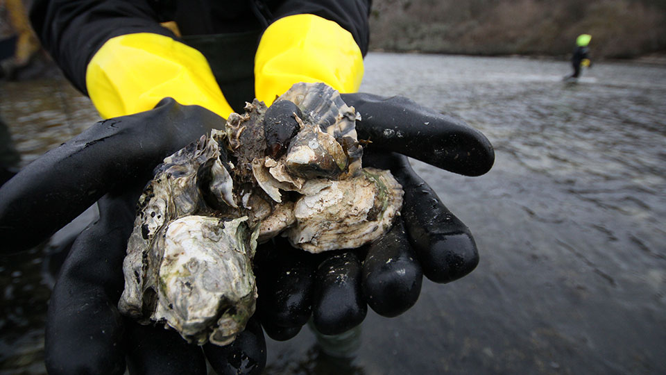 Dykare håller två stillahavsostron.