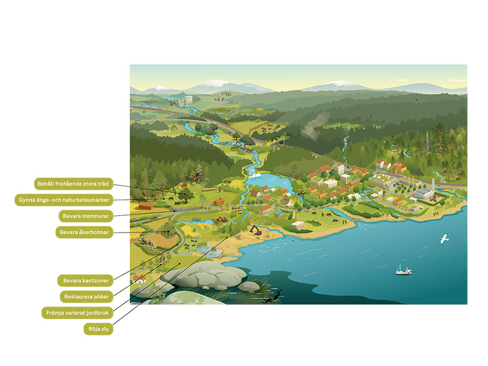 Illustration som visar restaurering av jordbruksekosystem