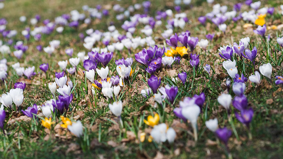 Fotograf: Plattform, Johner Krokus på gräsmatta