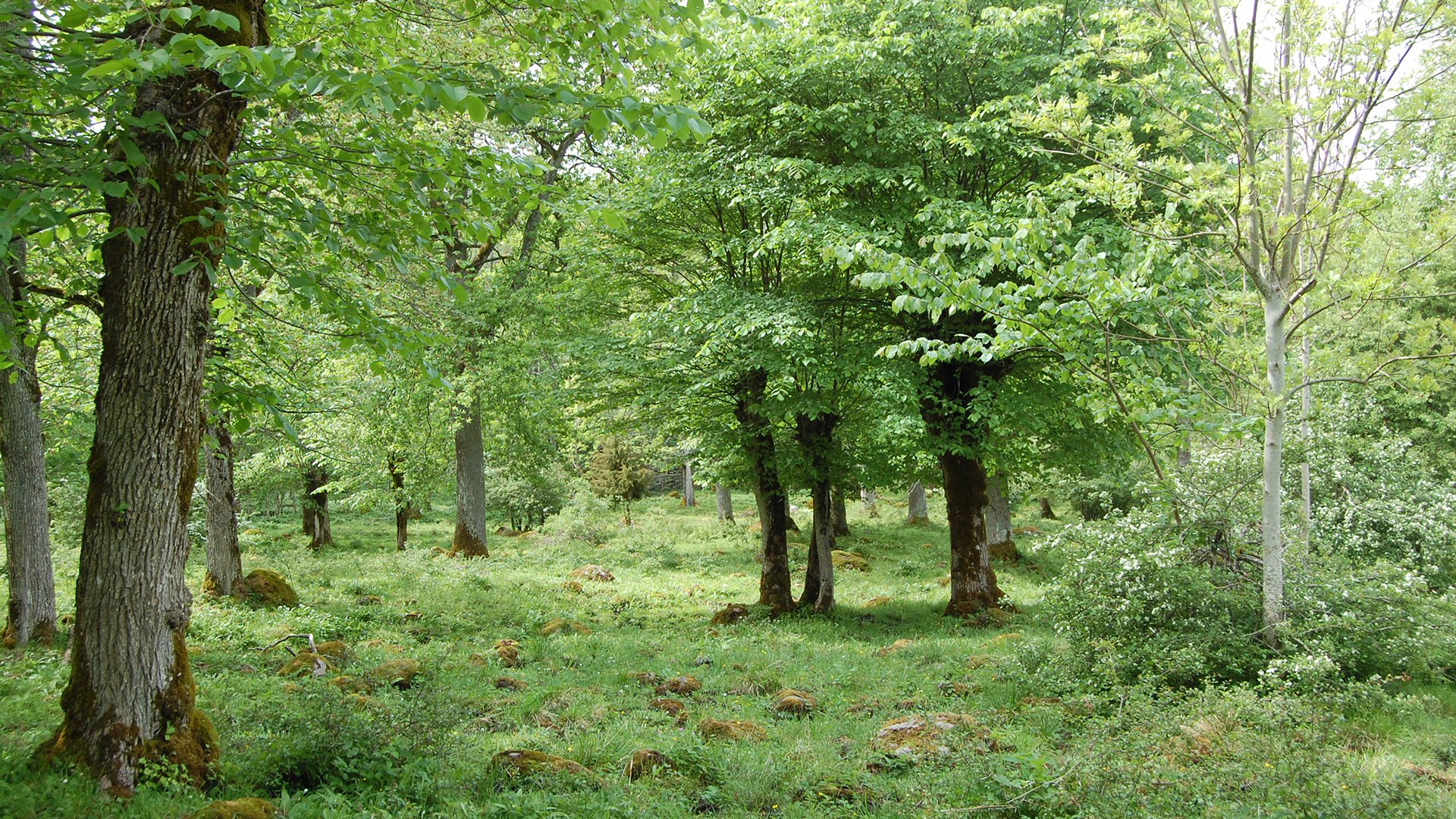 Skog