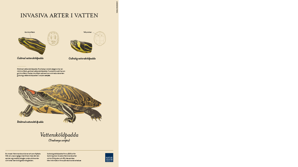 vattenskoldpadda-affisch-960x540.png