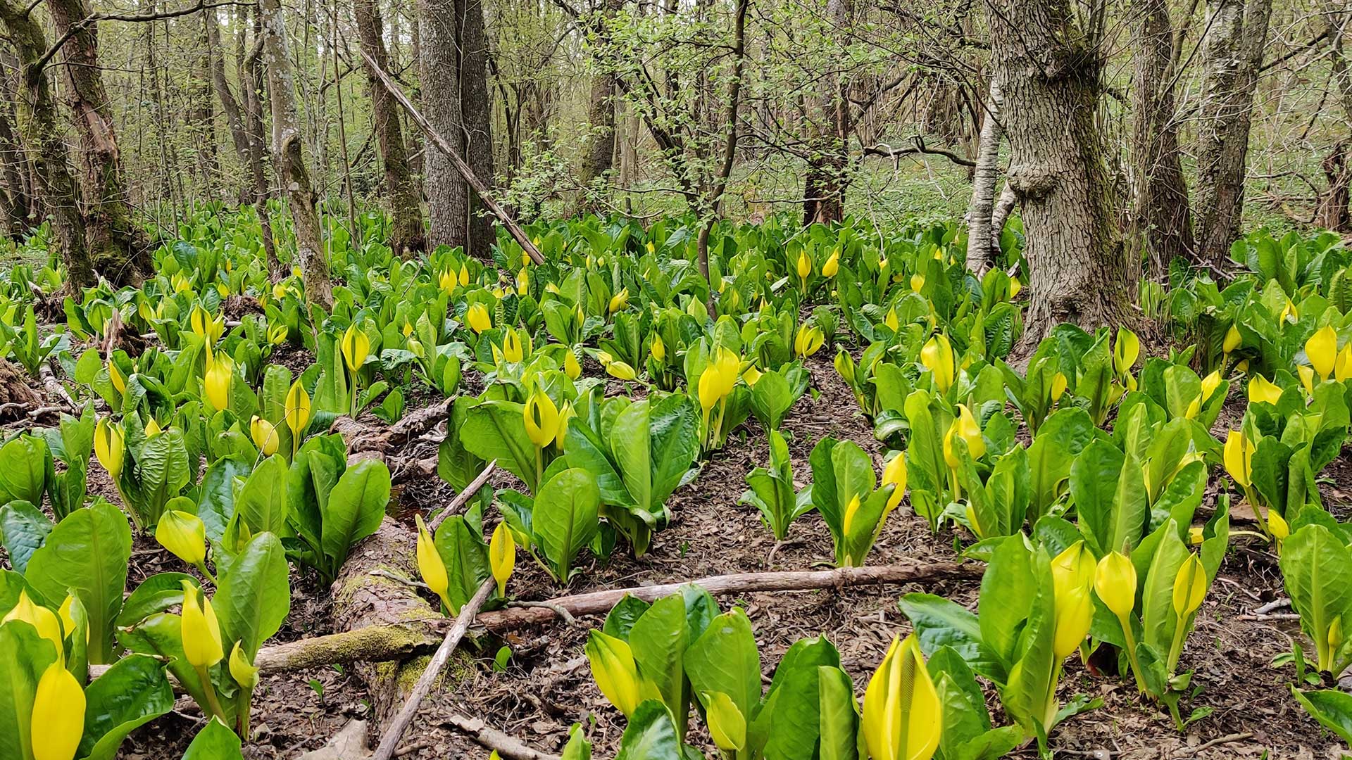 Ett stort bestånd av blommande gul skunkkalla i en sumpskog med al, nära en bäck. Detta är en typisk växtmiljö för arten.