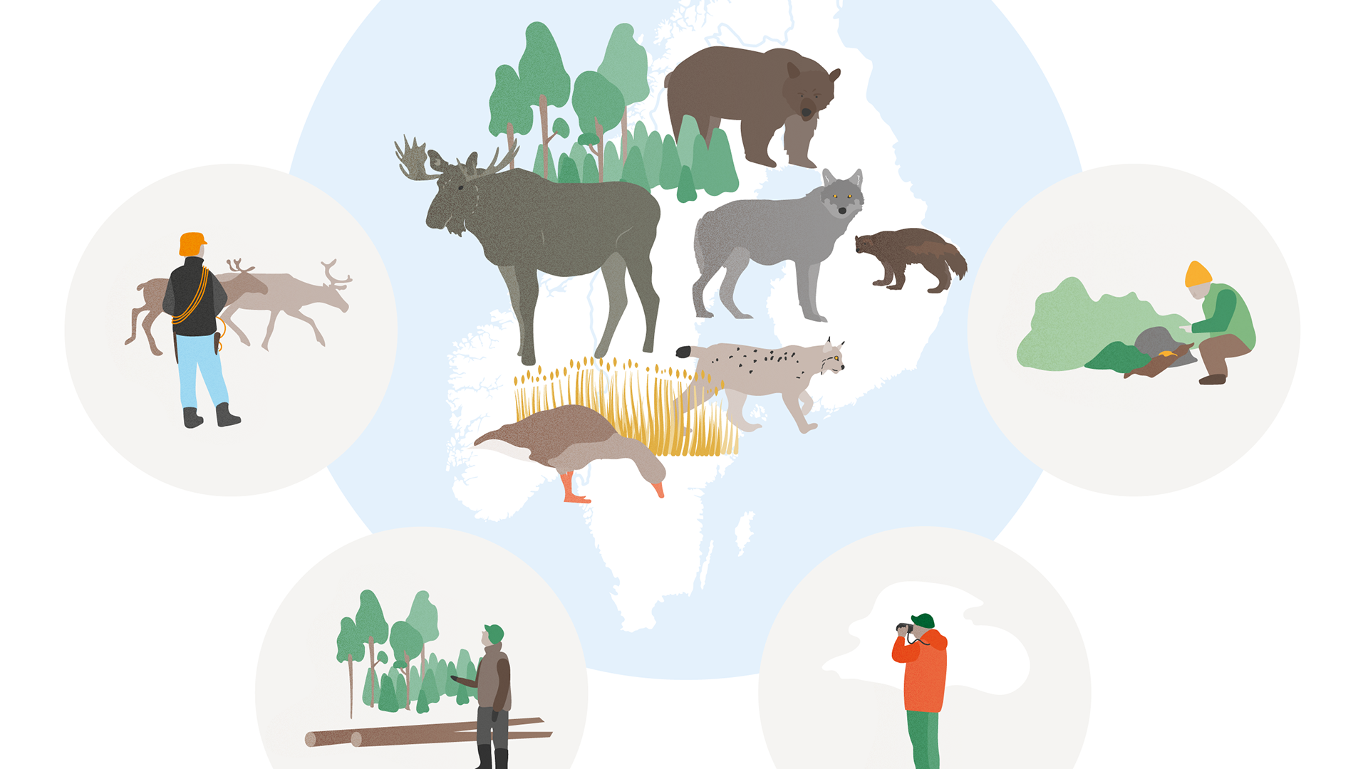 Illustratör: Elsa Wikander/Azote Illustrationer på vilt och människor inom viltområdet.