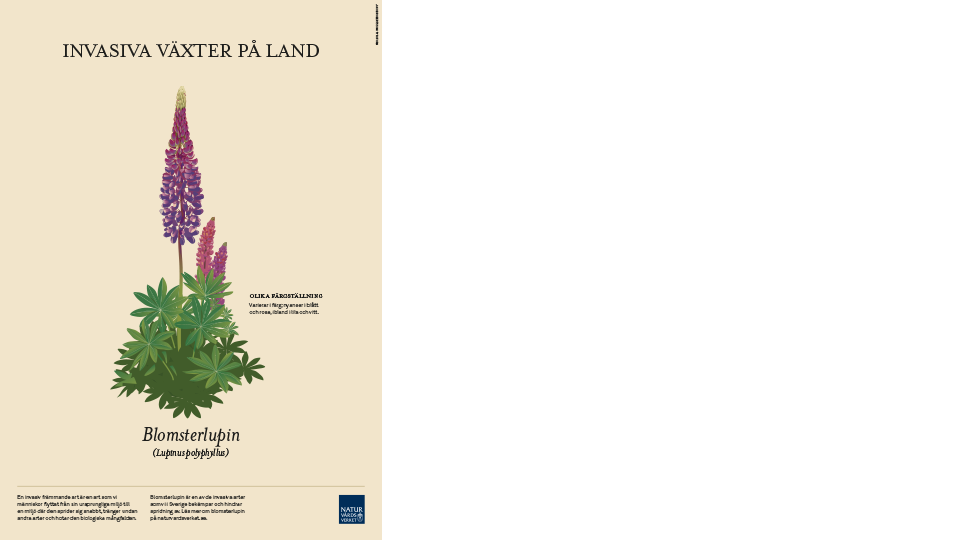 blomsterlupin-affisch-960x540.png