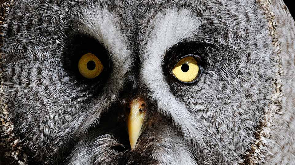 Fotograf: Stefan Örtenblad
Bildbyrå: Johnér Närbild på lappuggla, Skansen, Stockholm