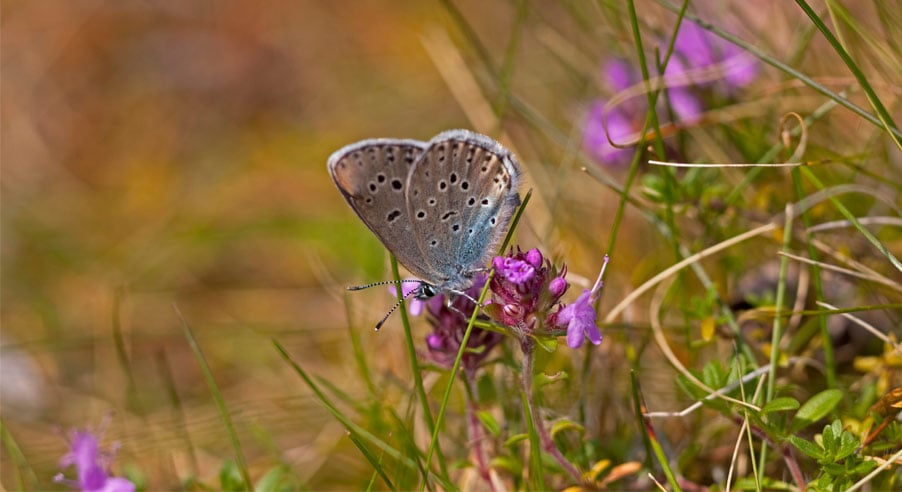 Fotograf: Bengt Ekman
Bildbyrå: IBL Fjäril på blomma