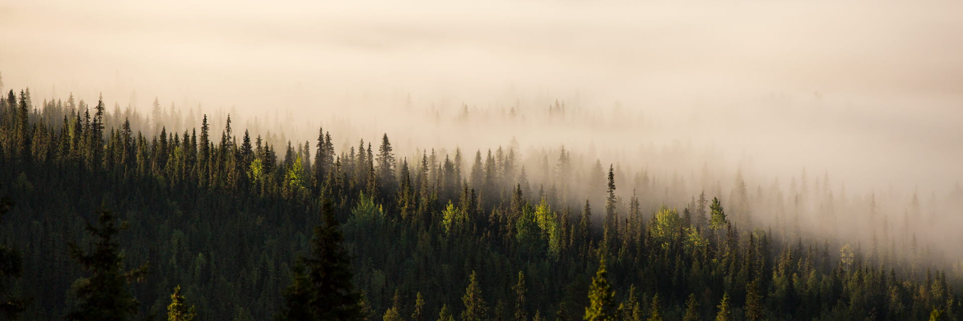 Fotograf: Matilda Holmqvist
Bildbyrå: Johnér Skog i morgondimma, Vallnäs, Sorsele