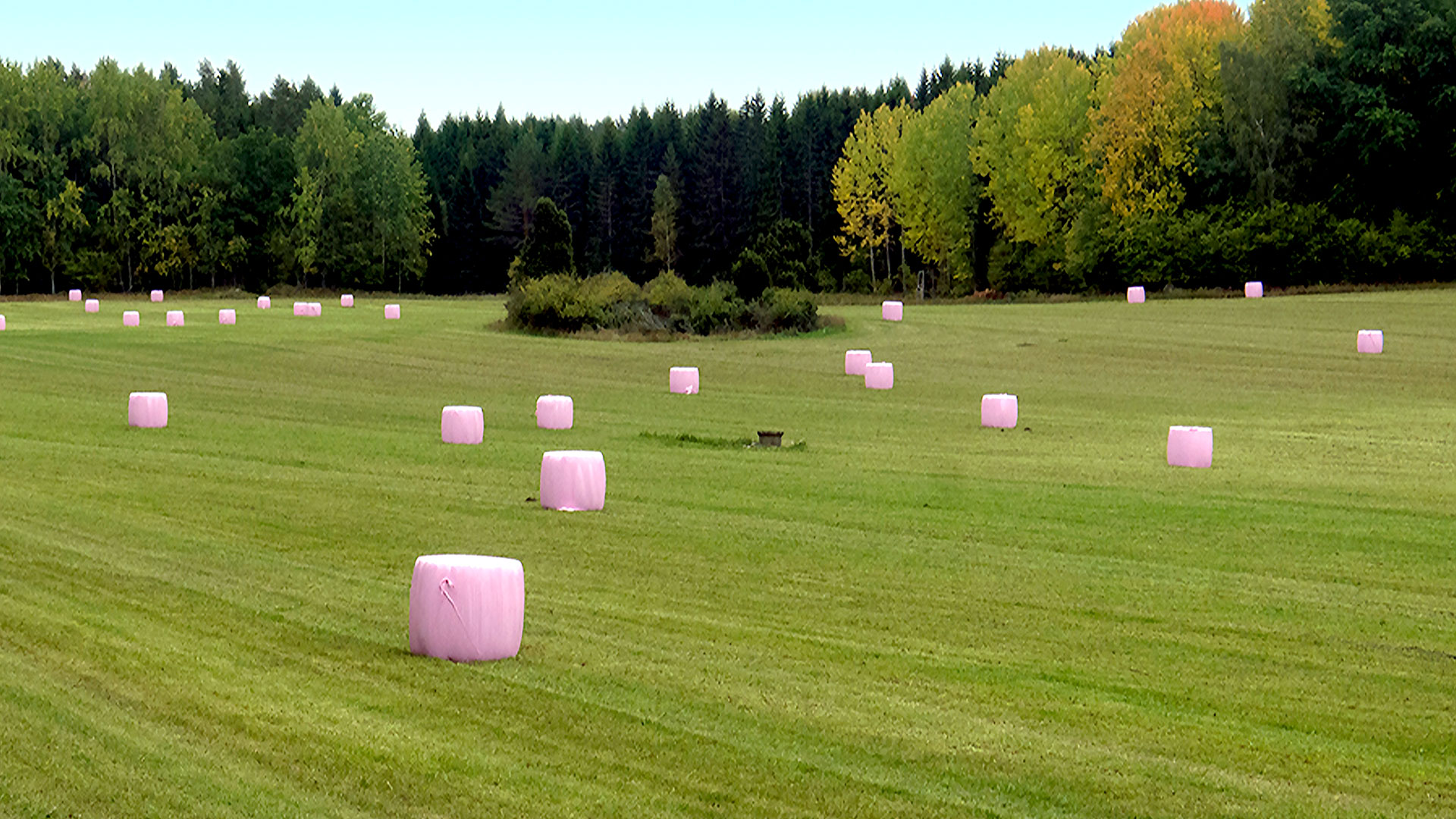 Rosa höbalar på fält.