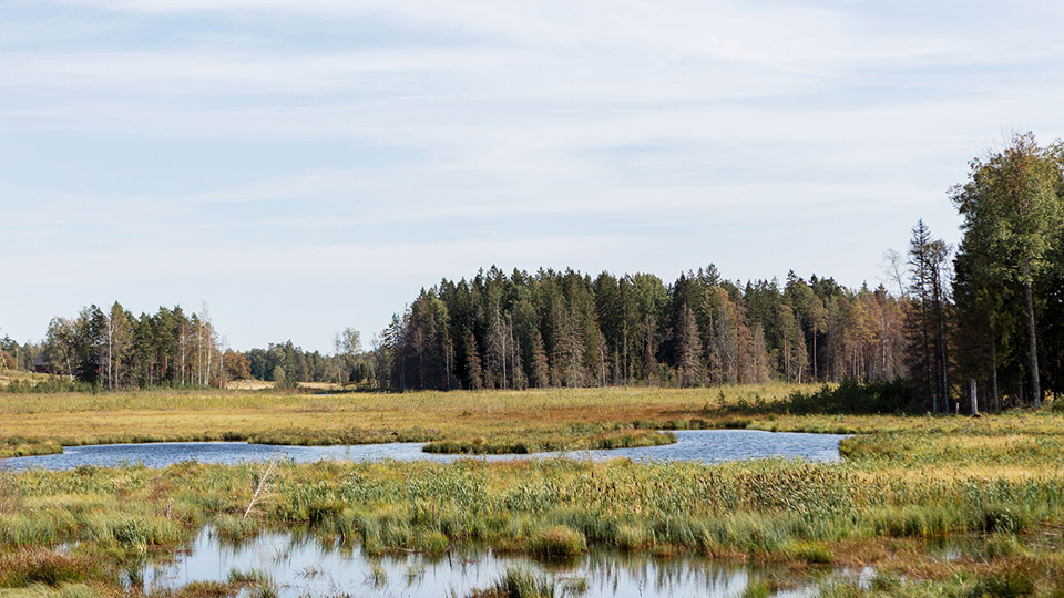 Fotograf: Lisa Öberg Våtmark i landskap