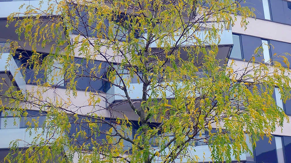Fotograf: Naturvårdsverket Husfasad, Norra Djurgårdsstaden i Stockholm