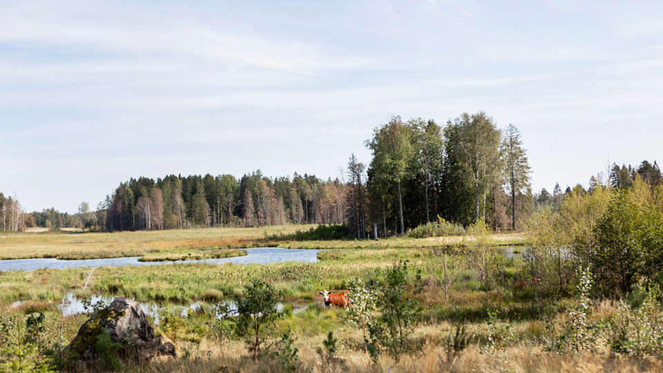 Fotograf: Lisa Öberg Kossa på våtmark