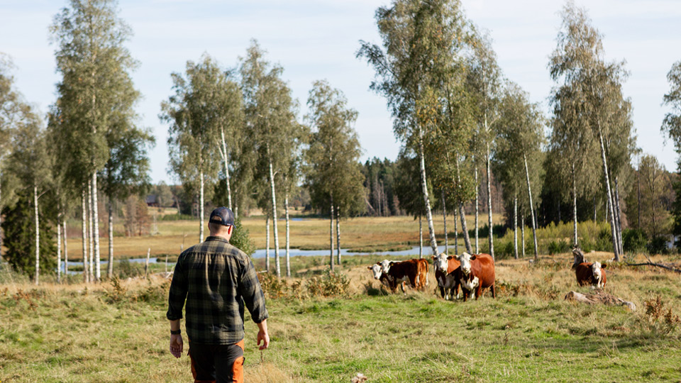 Fotograf: Lisa Öberg Man som går på äng med kossor i bakgrunden