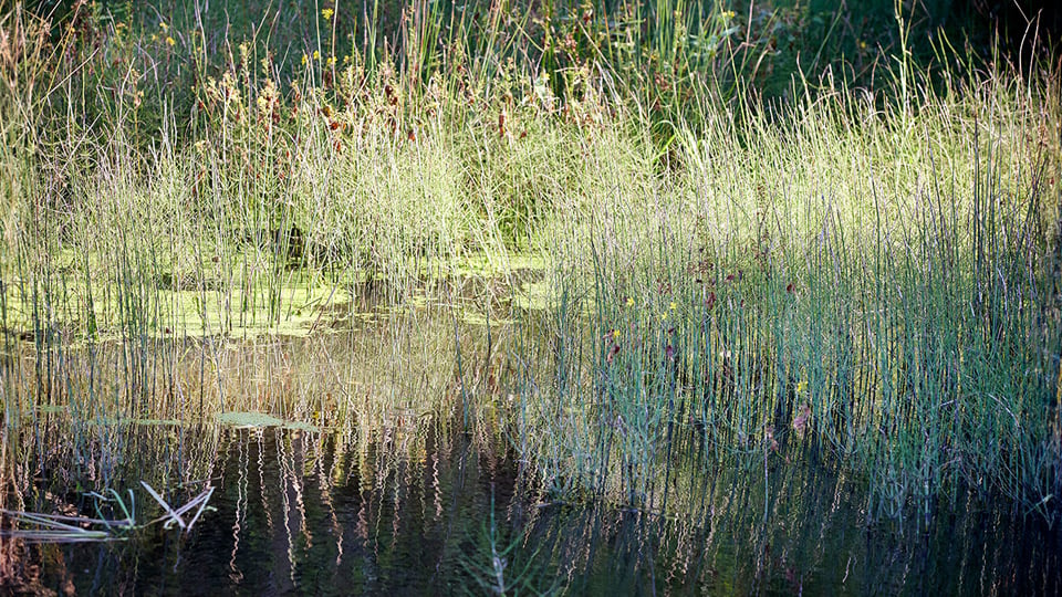 Fotograf: Anna-Lena Lundqvist Närbild på vass och vatten