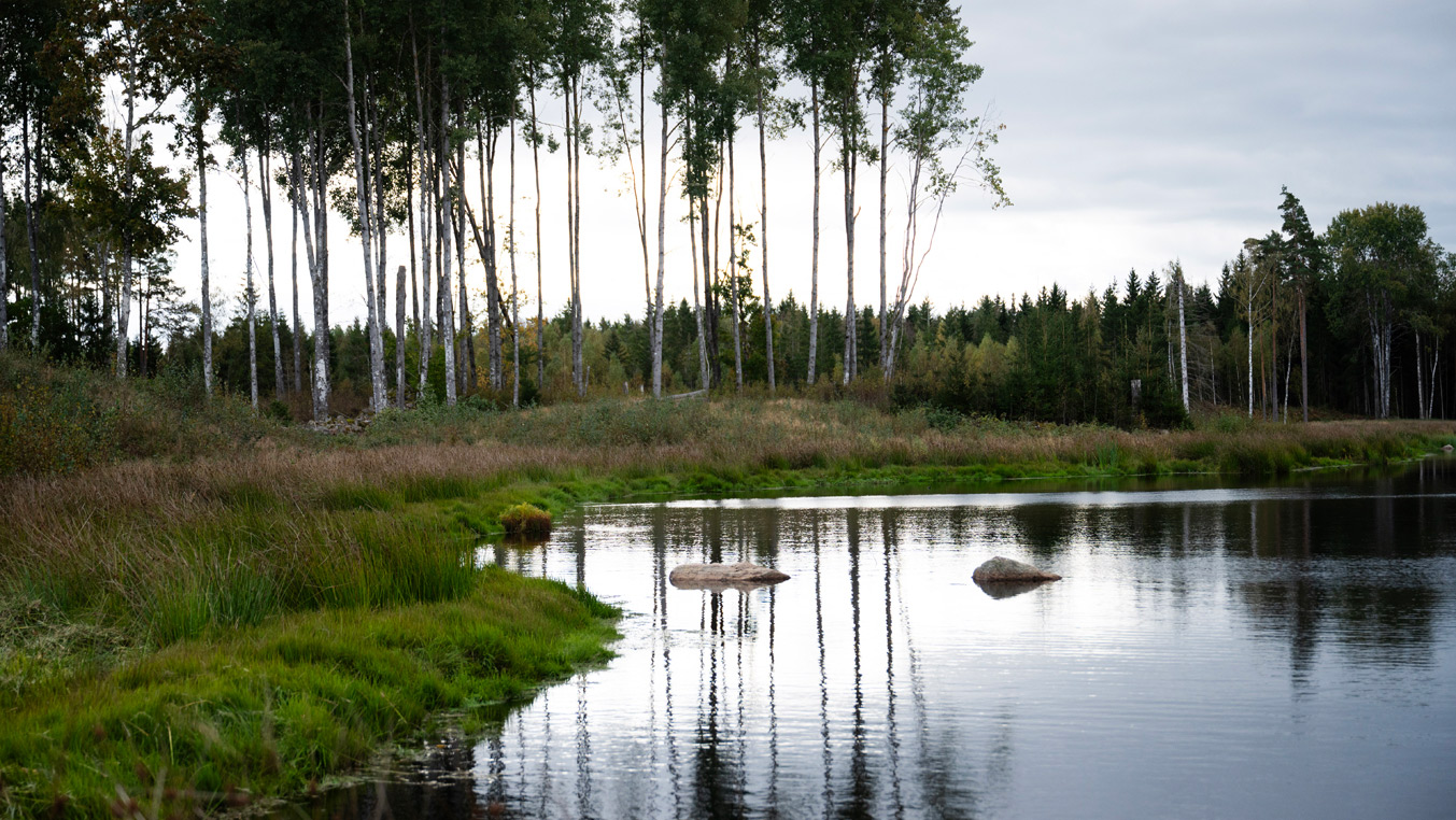Fotograf: Lina Alriksson Våtmark