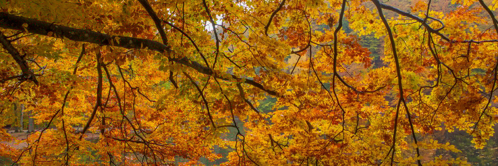 Fotograf: Hans Kongbäck
Bildbyrå: TT Träd i höstfärger i Skäralid i Söderåsens nationalpark.