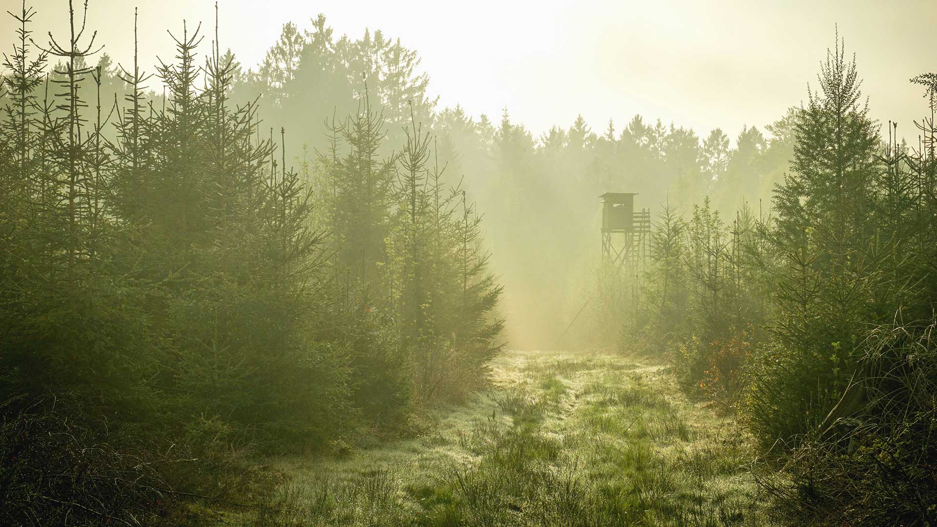 Ett jakttorn i dimma.