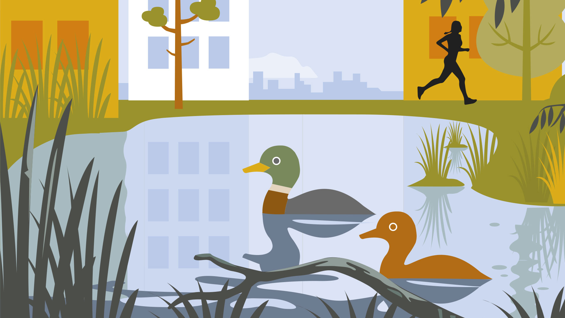 Illustration av två änder i en damm med siluett av en joggare och stad i bakgrunden.