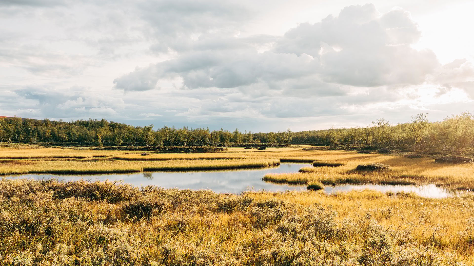 Landskapsvy av våtmark.
